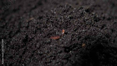compost worm crawls on bio humus