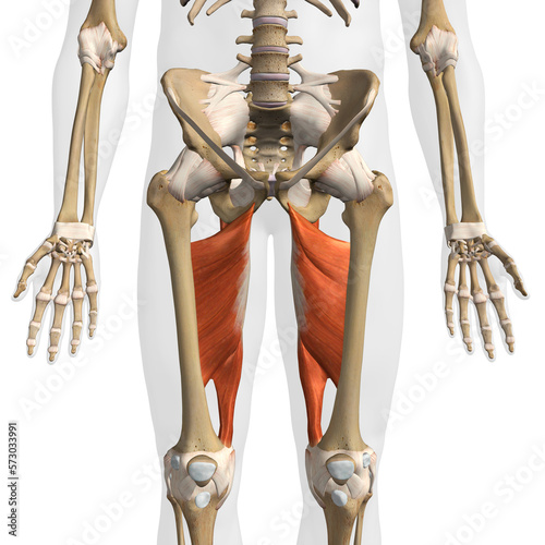 Male Adductor Magnus Muscles Front View Isolated on White Background with Skeletal Bones