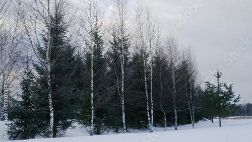 Wallpaper Mural 4K slow motion footage of environment nature Russia. Spring coming. Green fir trees in snow grow next to birch trees in village. Cold snowy winter in forest. View from the ground. Torontodigital.ca