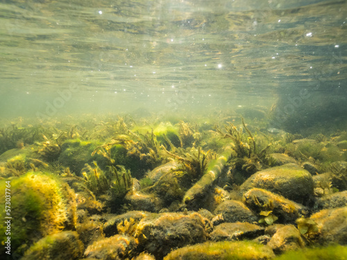 Algae and moss growing on stones near groundwater source in lake