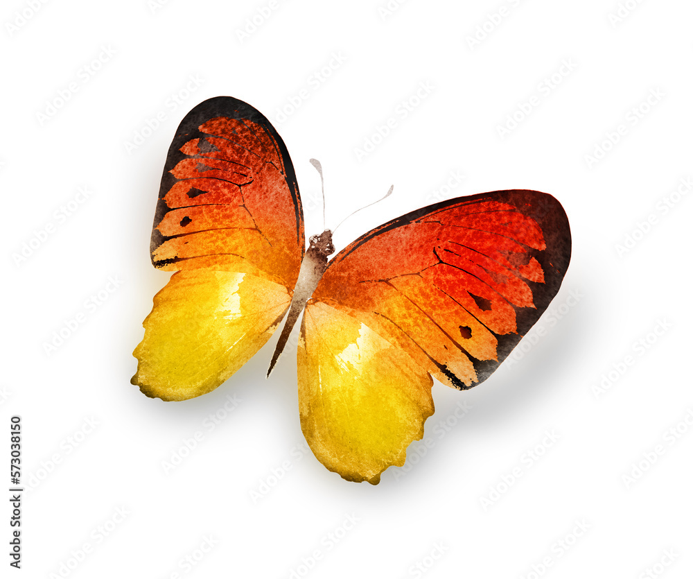 Fototapeta premium Color watercolor butterfly , isolated on the white background