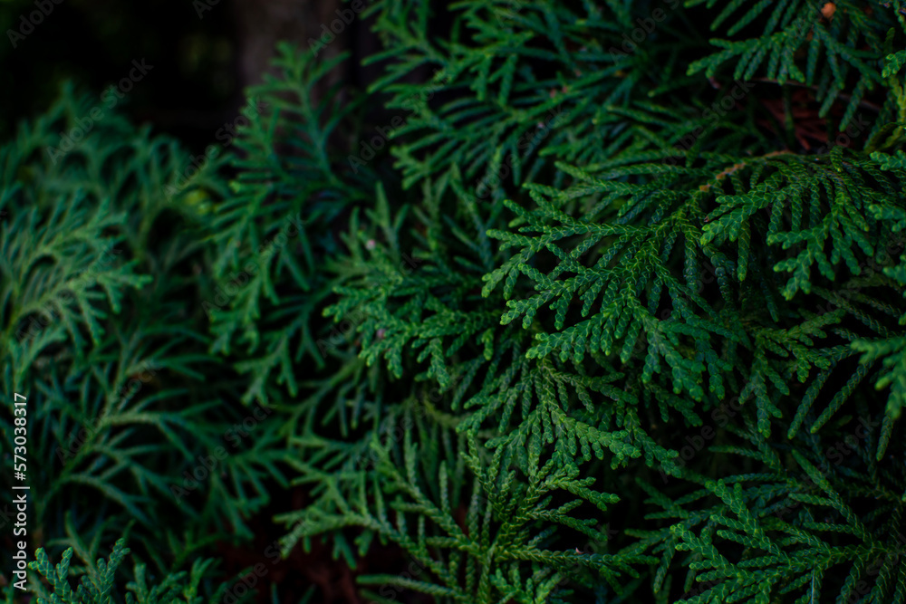 Dark background from thuja leaves