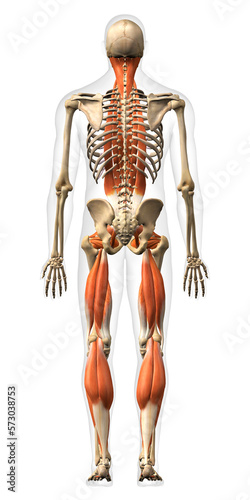 Full Body Male Back Network Muscle Anatomy on White Background Posterior View