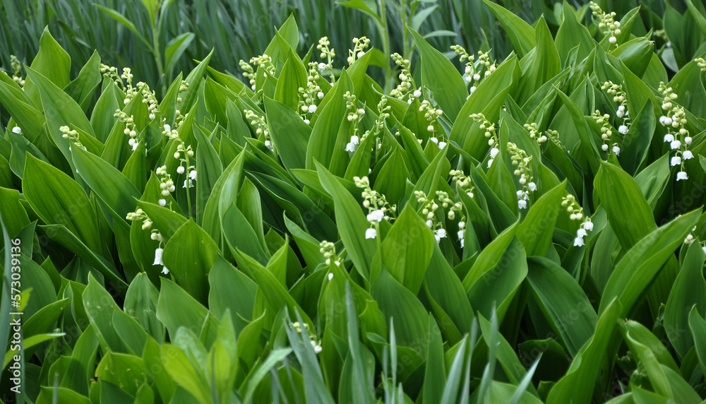 Fototapeta premium Common lily of the valley (Convallaria majalis) grows in nature