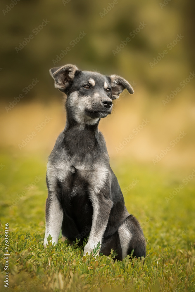 Cute and alert black puppy sitting in lush green grass