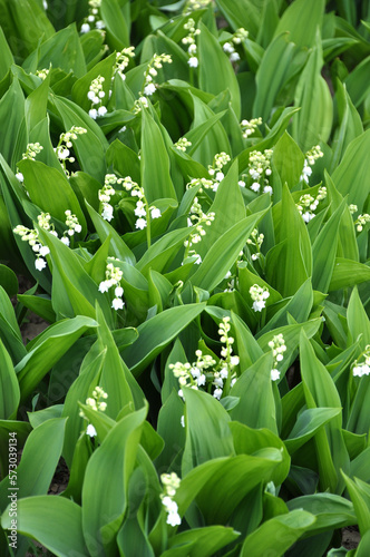 Common lily of the valley  Convallaria majalis  grows in nature