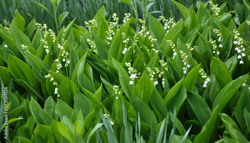 Common lily of the valley  Convallaria majalis  grows in nature