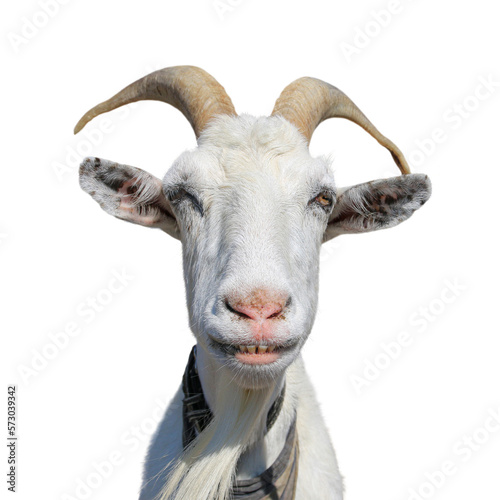 Portrait of a smile goat closeup PNG isolated on transparent background
