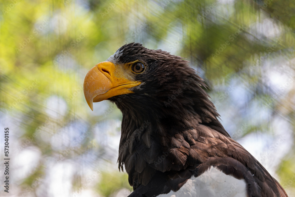 Obraz premium eagle head close up on blurred background