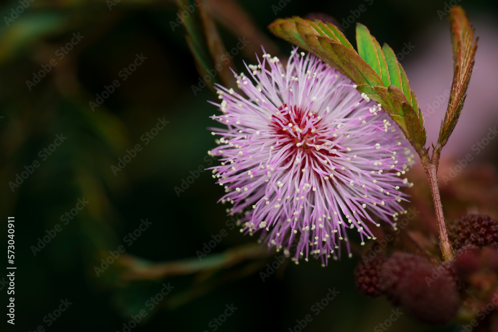 Pink colored flower of Mimosa Pudicha also known as touch me not. Used selective focus.