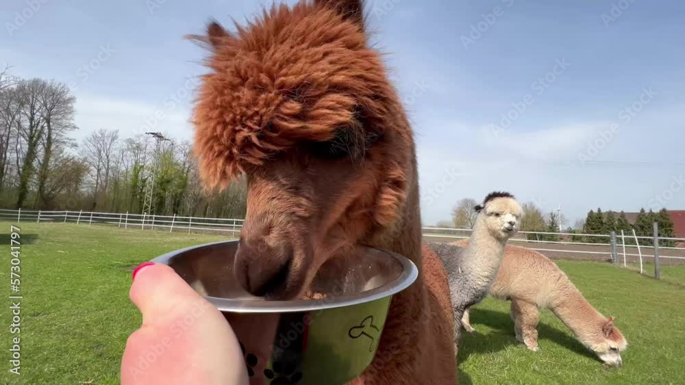 Funny llama pets graze on a green lawn on a sunny spring day. High quality 4k footage