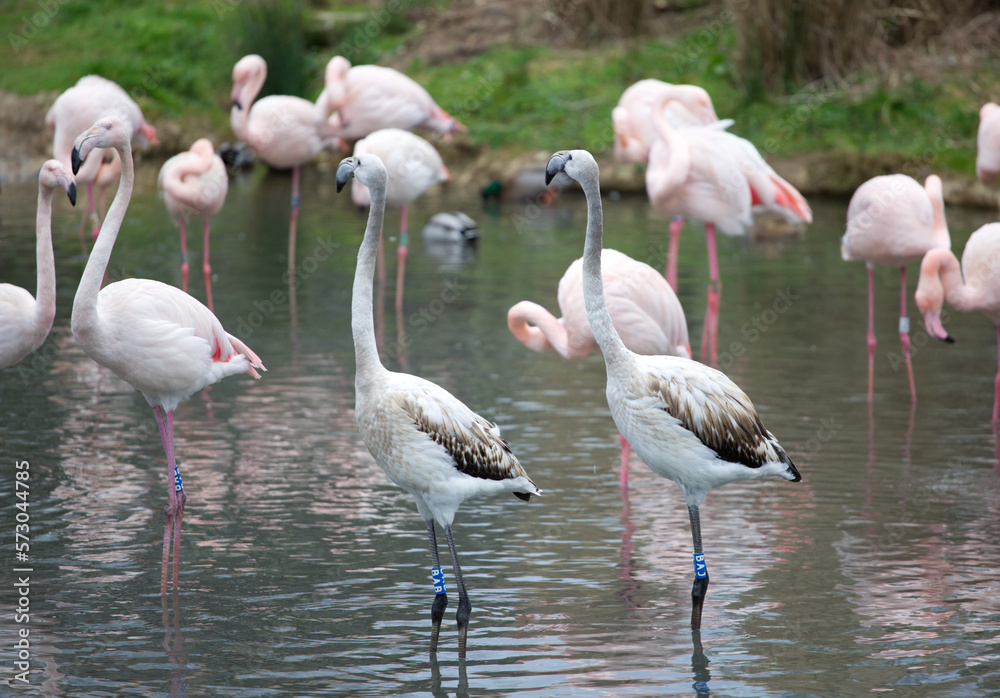 Herons and flamingos in a lake Herons and flamingos in a lake