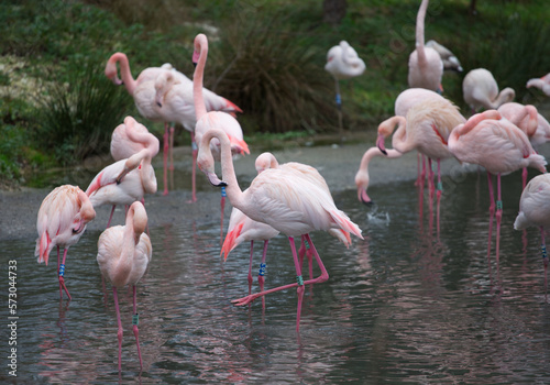 Flamingos in the water, happy group of birds