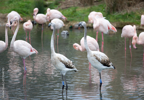 Herons and flamingos in a lake
