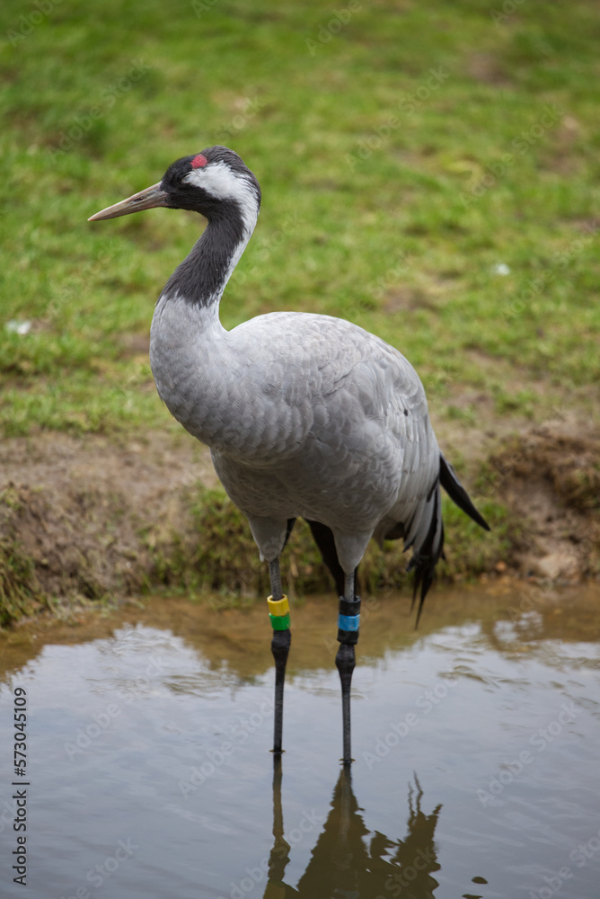 Obraz premium Heron in a lake looking at his side, wild bird in water