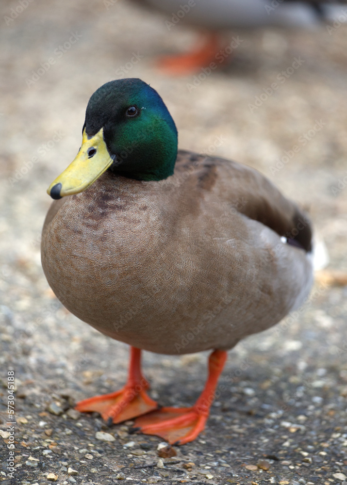 Cute mallard female duck front view close up, beautiful feathers Cute mallard female duck front view close up, beautiful feathers