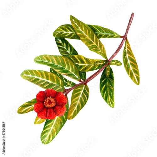 Watercolor drawing of pomegranate leaves with a red flower. Isolated on a white background. Botanical decorative drawing of a tree branch