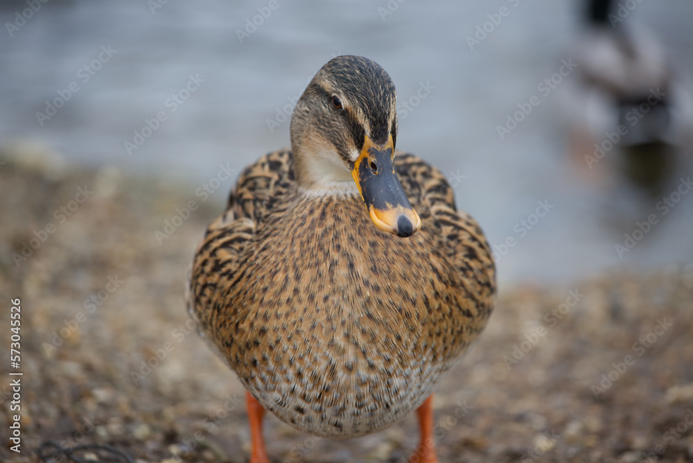 Female mallard duck, front facing, still, lake background Female mallard duck, front facing, still, lake background