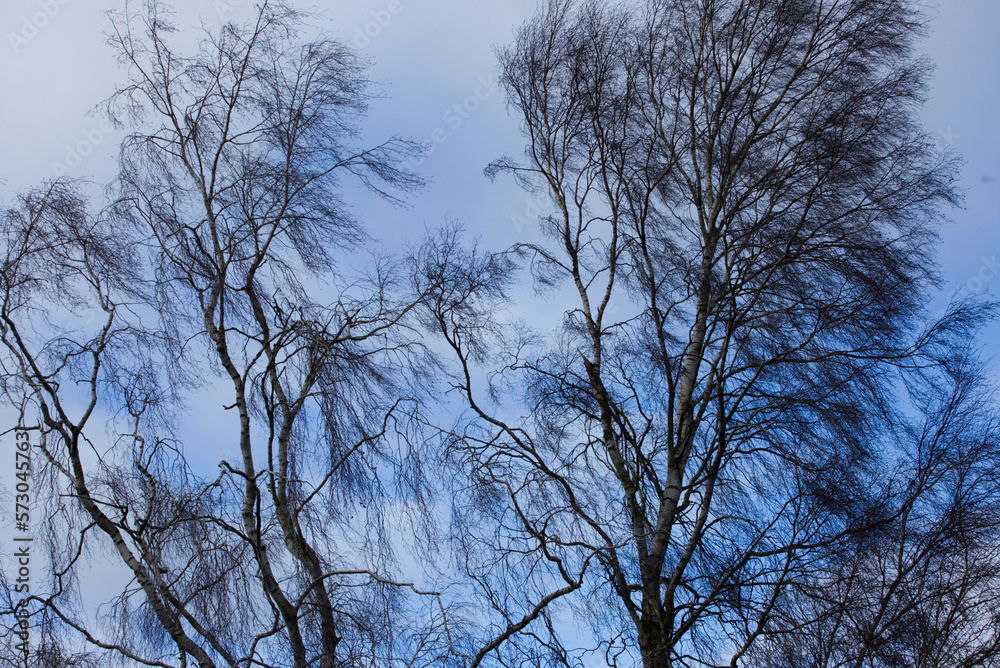 Trees on blue sky background, windy day, incredible sky Trees on blue sky background, windy day, incredible sky