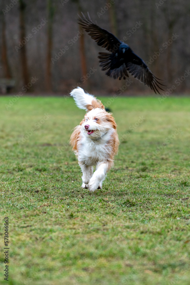 dog running on grass