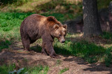 Brown bear in the forest. Adult bear in natural environment.