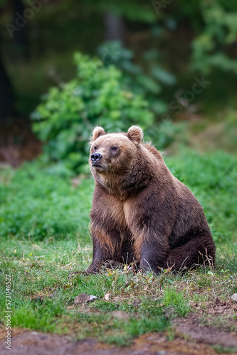 Brown bear in the forest. Adult bear in natural environment.