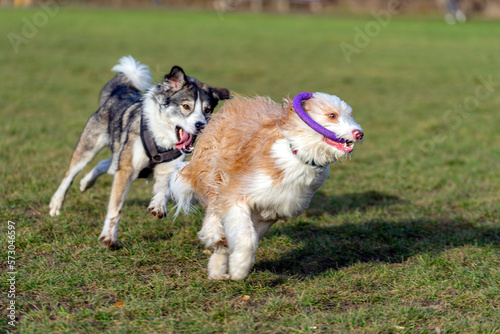 Dogs playing on grass