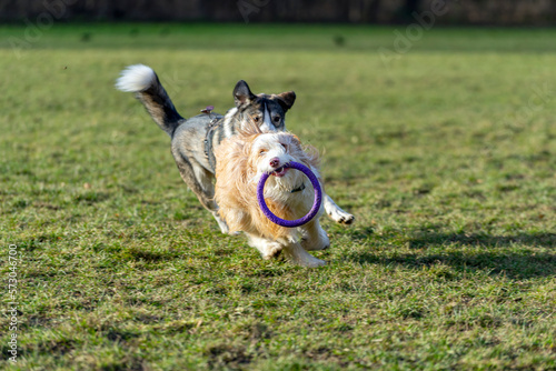 Dogs playing on grass