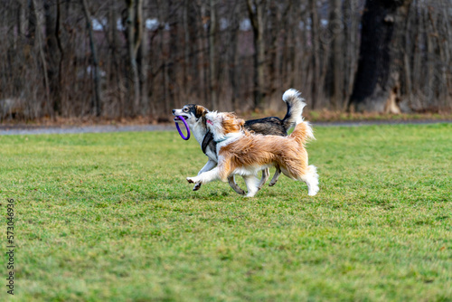 Dogs playing on grass