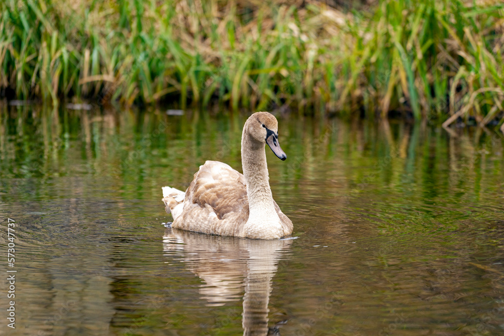Fototapeta premium swan on the water