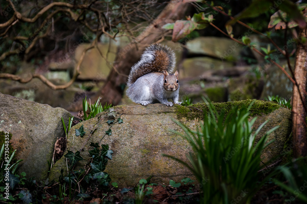 Obraz premium squirrel in the forest