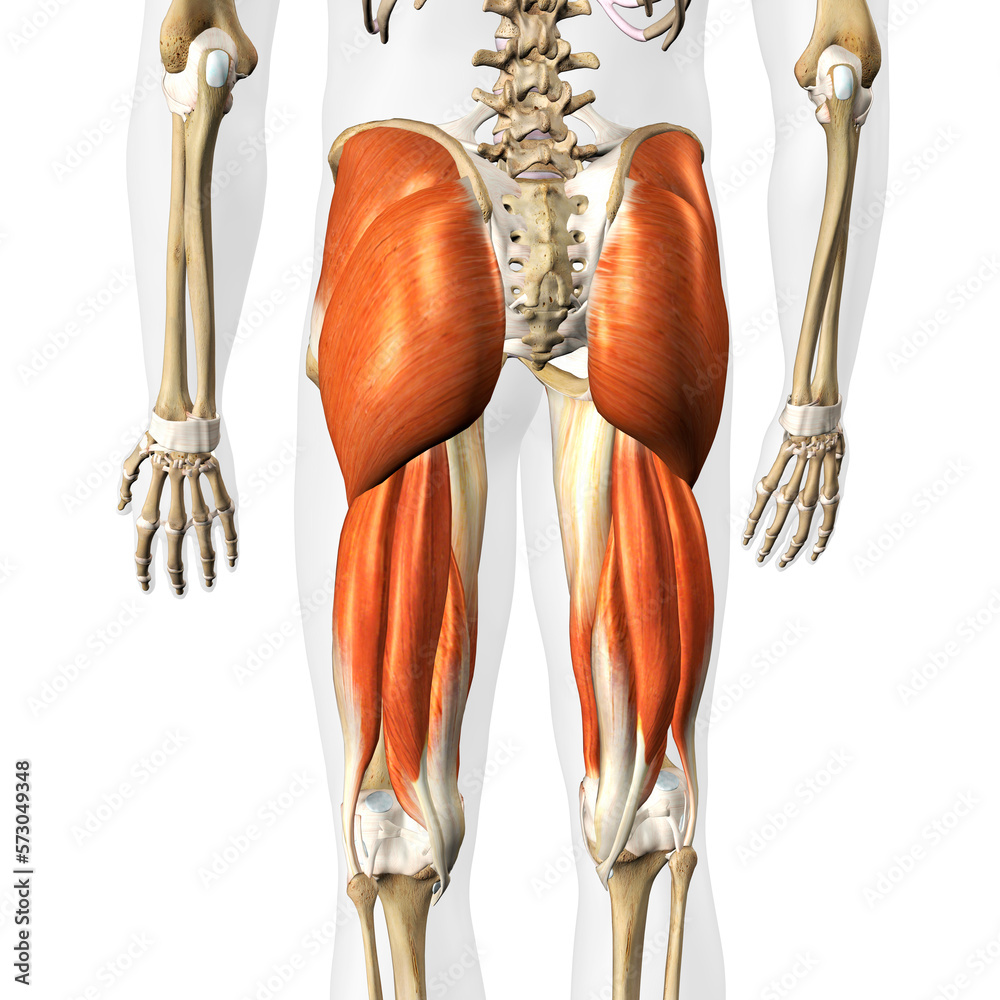 Male Hip Extensor Muscle Complex on White Background Male Hip Extensor Muscle Complex on White Background