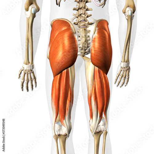 Male Hip Extensor Muscle Complex on White Background photo