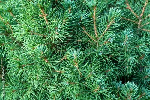 Natural background of young pine branches, closeup. Evergreen pine with green needles for branding, calendar, postcard, screensaver, wallpaper, poster, banner, cover, website. High quality photo