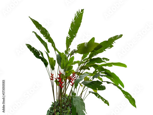 Heliconia bihai, red palulu or garden plantain, whole plant with leaves and flowers cut and isolated from background