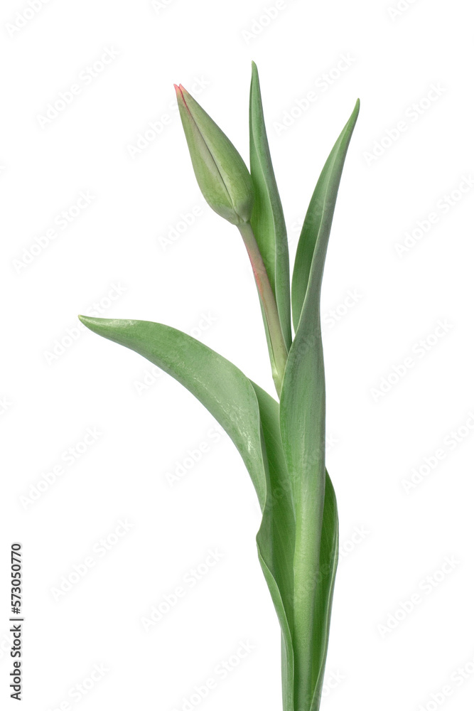 Tulip on a white background Tulip on a white background