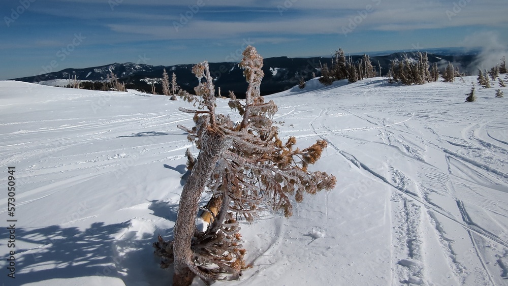 Skiing around frozen trees