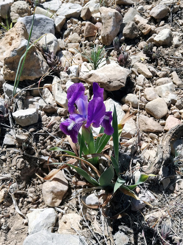 Wild Purple Iris (xiphium) in Spanish coast, Valencia. photo
