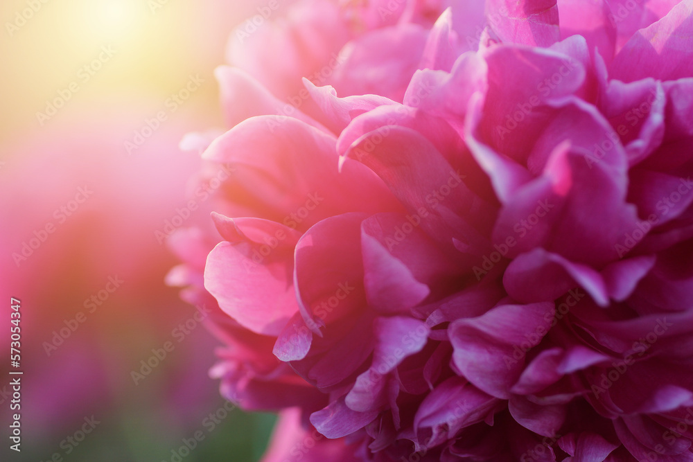 Raspberry peony flower in rays of the rising sun on summer day. Macro. Peony close-up on warm sunny day. Selected focus
