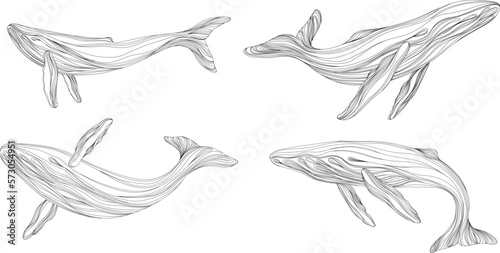 Abstract whales floating underwater. Illustration isolated animal on white background. Ocean mammal swimming set.