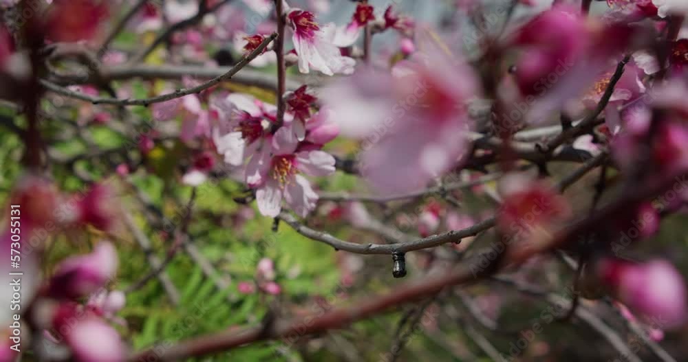 Spring flowers opening on apricot tree. Blossom close up. Easter fresh pink blossoming peach. Spring flowers opening on apricot tree. Blossom close up. Easter fresh pink blossoming peach.
