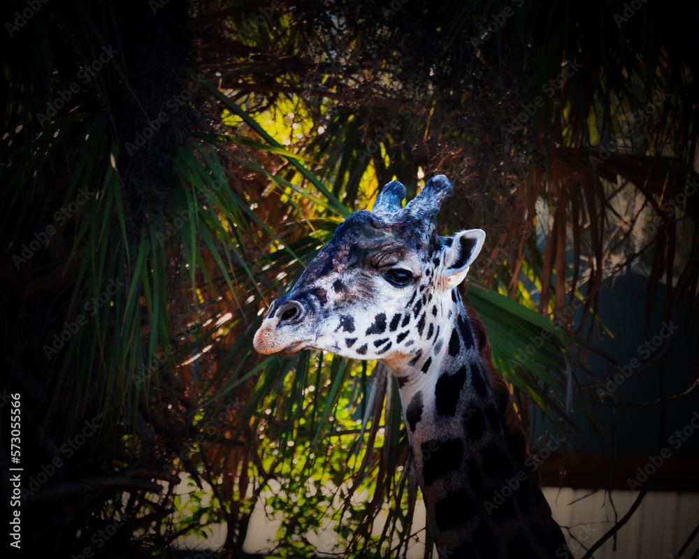 Ταπετσαρία African Safari Giraffe