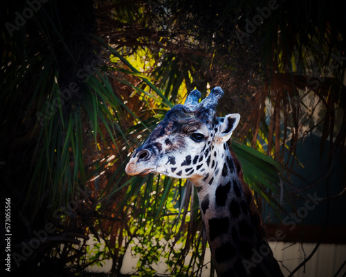 African Safari Giraffe