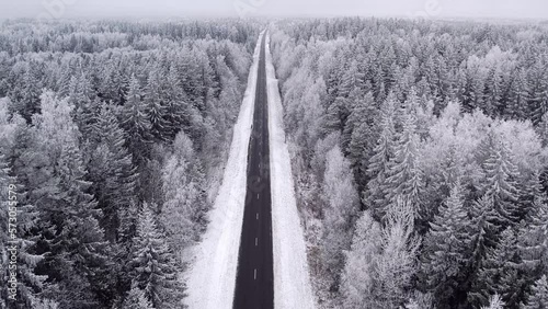 Snow-covered trees in the forest