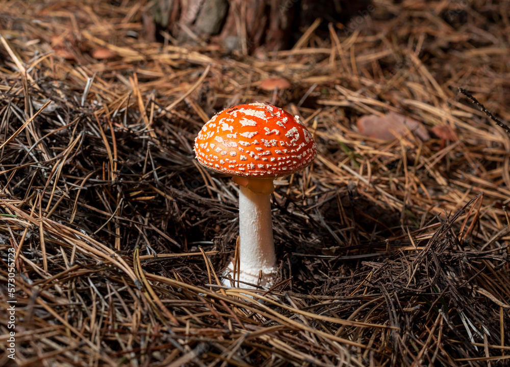 Poisonous mushroom red fly agaric in a coniferous forest in autumn Poisonous mushroom red fly agaric in a coniferous forest in autumn