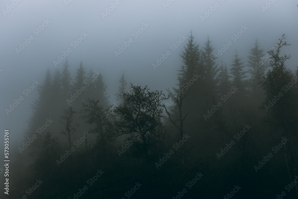 Foggy and creepy landscape in  the deep forest of Norway