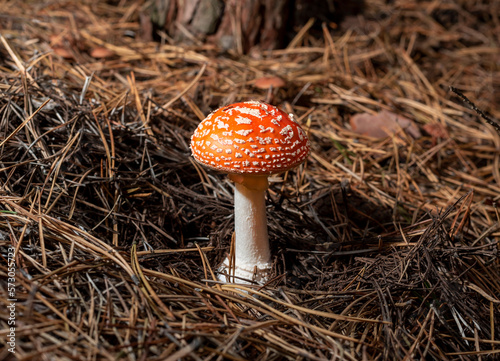 Poisonous mushroom red fly agaric in a coniferous forest in autumn © Сергей Христенко