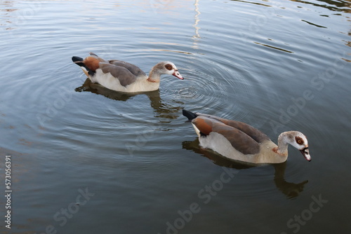 two ducks on the lake