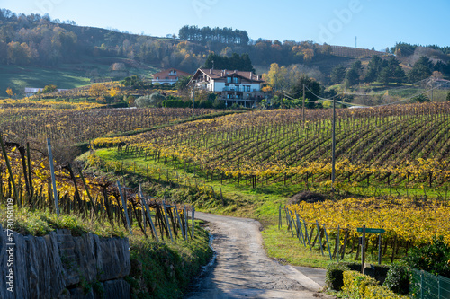 Hilly txakoli grape vineyards, making of Txakoli or chacolí slightly sparkling, very dry white wine with high acidity and low alcohol content, Getaria, Basque Country, Spain