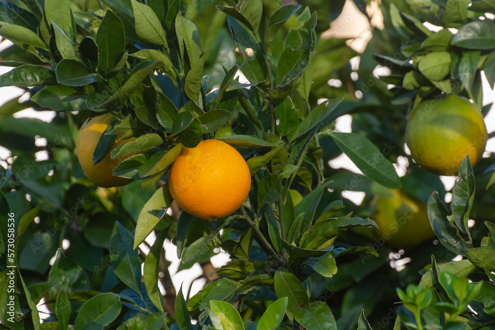 Harvest time on orange tree orchard in Greece, ripe yellow navel oranges citrus fruits hanging op tree